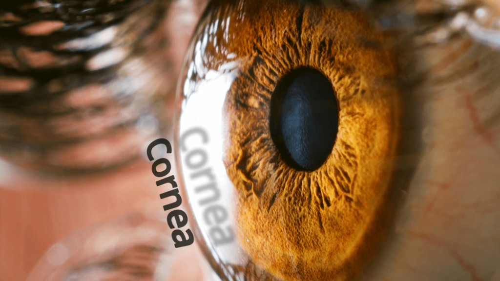 Close up of an eye showing the cornea