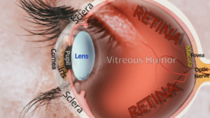 Diagram of the different parts of a human eye