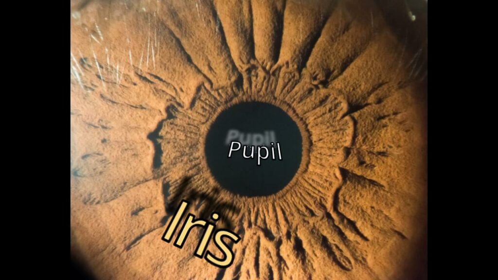 Diagram showing the iris and pupil of an eye