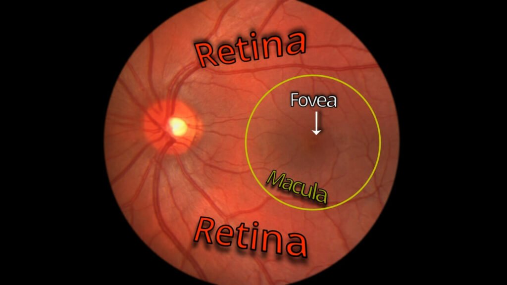 Diagram of the eye's retina, macula, and fovea